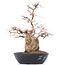 Carpinus coreana Yamadori, 50 cm, ± 50 años, en maceta de plástico