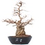 Carpinus coreana Yamadori, 50 cm, ± 50 jaar oud, in een plastic pot