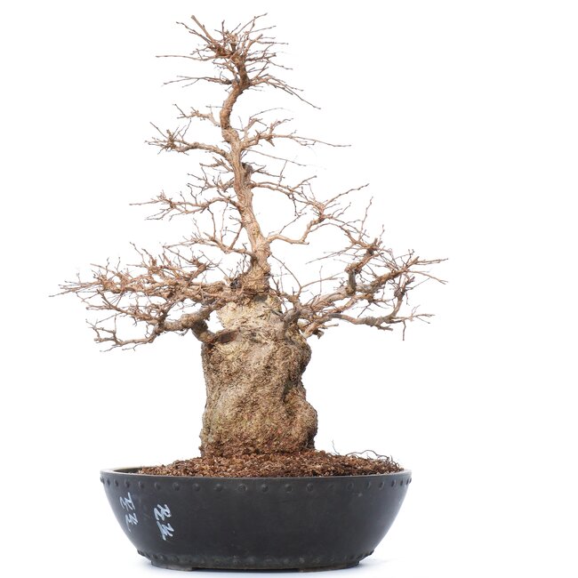 Carpinus coreana Yamadori, 50 cm, ± 50 Jahre alt, in einem Plastiktopf