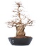 Carpinus coreana Yamadori, 50 cm, ± 50 jaar oud, in een plastic pot