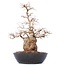 Carpinus coreana Yamadori, 50 cm, ± 50 jaar oud, in een plastic pot