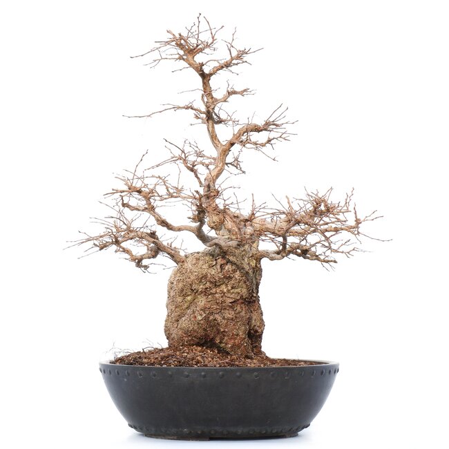 Carpinus coreana Yamadori, 50 cm, ± 50 Jahre alt, in einem Plastiktopf