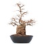 Carpinus coreana Yamadori, 50 cm, ± 50 ans, dans un pot en plastique