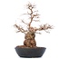 Carpinus coreana Yamadori, 50 cm, ± 50 ans, dans un pot en plastique