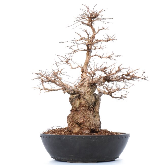 Carpinus coreana Yamadori, 50 cm, ± 50 ans, dans un pot en plastique