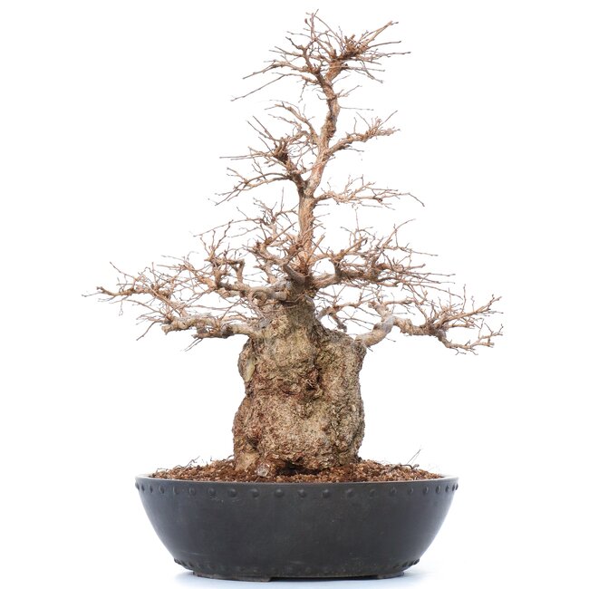 Carpinus coreana Yamadori, 50 cm, ± 50 ans, dans un pot en plastique