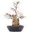 Carpinus coreana Yamadori, 50 cm, ± 50 jaar oud, in een plastic pot