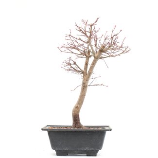 Acer palmatum Katsura, 39 cm, ± 10 years old