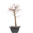 Acer palmatum Katsura, 39 cm, ± 10 jaar oud