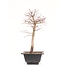 Acer palmatum Katsura, 39 cm, ± 10 jaar oud