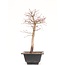 Acer palmatum Katsura, 39 cm, ± 10 years old