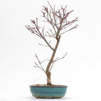 Acer palmatum Deshojo, 36 cm, ± 8 jaar oud