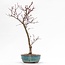 Acer palmatum Deshojo, 36 cm, ± 8 jaar oud, In een gebarsten pot