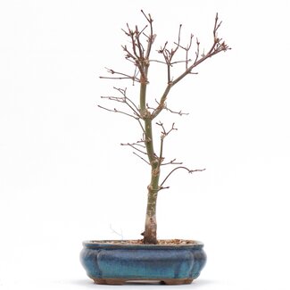 Acer palmatum Deshojo, 32 cm, ± 8 Jahre alt