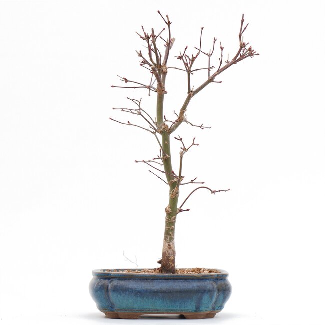 Acer palmatum Deshojo, 32 cm, ± 8 jaar oud