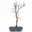 Acer palmatum Deshojo, 32 cm, ± 8 jaar oud