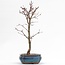 Acer palmatum Deshojo, 32 cm, ± 8 jaar oud