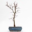 Acer palmatum Deshojo, 32 cm, ± 8 jaar oud