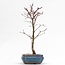 Acer palmatum Deshojo, 32 cm, ± 8 jaar oud