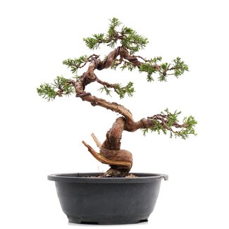 Juniperus chinensis Itoigawa, 29,5 cm, ± 23 jaar oud