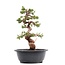 Juniperus chinensis Itoigawa, 29,5 cm, ± 23 jaar oud, met jin en shari