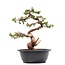 Juniperus chinensis Itoigawa, 29,5 cm, ± 23 jaar oud, met jin en shari