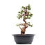 Juniperus chinensis Itoigawa, 29,5 cm, ± 23 jaar oud, met jin en shari