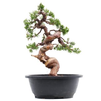 Juniperus chinensis Itoigawa, 26,5 cm, ± 23 jaar oud