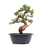 Juniperus chinensis Itoigawa, 26,5 cm, ± 23 años, con jin y shari