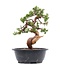 Juniperus chinensis Itoigawa, 26,5 cm, ± 23 jaar oud, met jin en shari