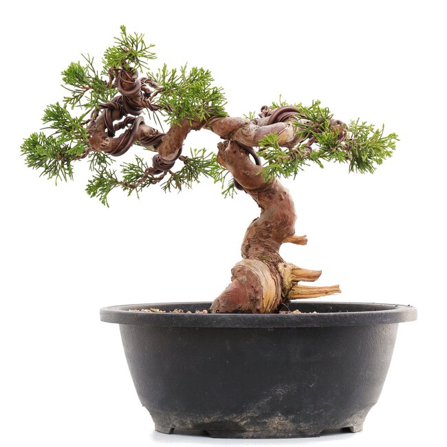 Juniperus chinensis Itoigawa, 19,5 cm, ± 23 jaar oud, met jin en shari