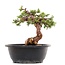 Juniperus chinensis Itoigawa, 19,5 cm, ± 23 years old, with jin and shari