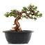 Juniperus chinensis Itoigawa, 19,5 cm, ± 23 jaar oud, met jin en shari