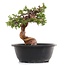 Juniperus chinensis Itoigawa, 19,5 cm, ± 23 jaar oud, met jin en shari