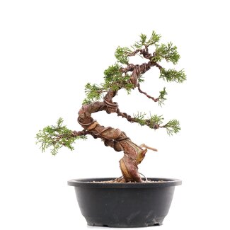 Juniperus chinensis Itoigawa, 28 cm, ± 23 anni