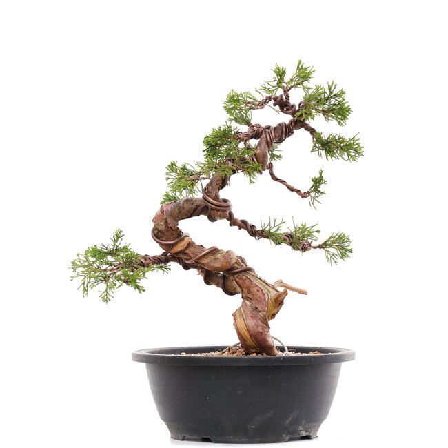 Juniperus chinensis Itoigawa, 28 cm, ± 23 jaar oud, met jin en shari