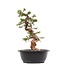 Juniperus chinensis Itoigawa, 28 cm, ± 23 años, con jin y shari