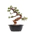 Juniperus chinensis Itoigawa, 28 cm, ± 23 años, con jin y shari