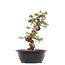 Juniperus chinensis Itoigawa, 28 cm, ± 23 jaar oud, met jin en shari