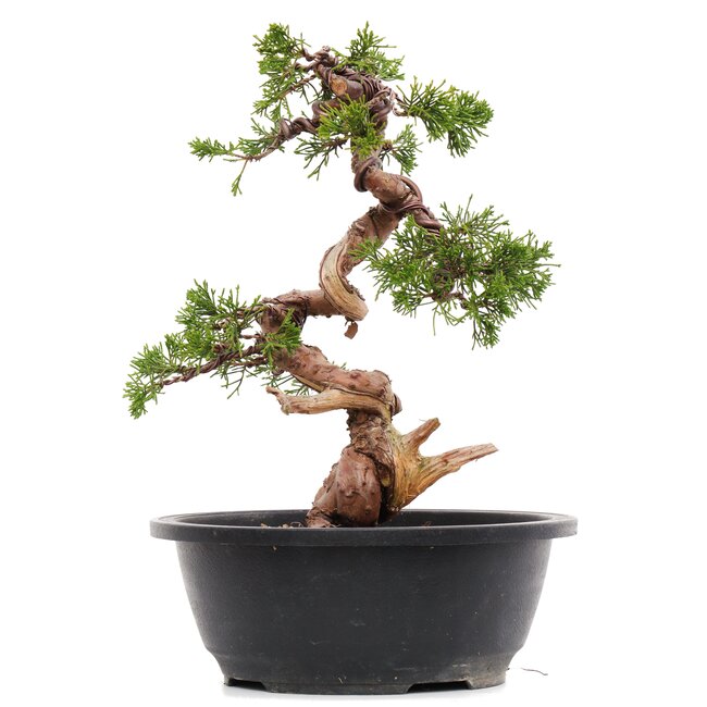 Juniperus chinensis Itoigawa, 27 cm, ± 23 años, con jin y shari