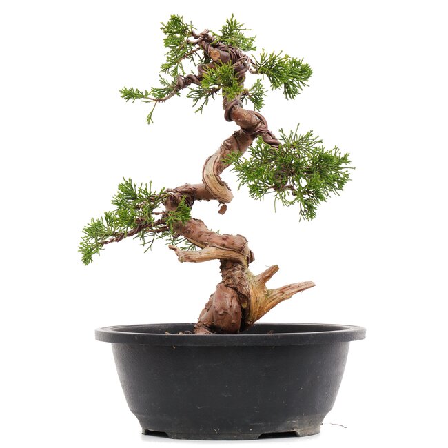 Juniperus chinensis Itoigawa, 27 cm, ± 23 jaar oud, met jin en shari