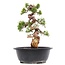 Juniperus chinensis Itoigawa, 27 cm, ± 23 años, con jin y shari