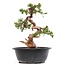 Juniperus chinensis Itoigawa, 27 cm, ± 23 años, con jin y shari