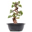 Juniperus chinensis Itoigawa, 27 cm, ± 23 jaar oud, met jin en shari