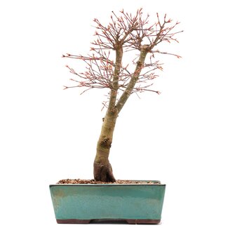 Acer palmatum Katsura, 37 cm, ± 12 jaar oud