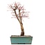 Acer palmatum Katsura, 37 cm, ± 12 jaar oud