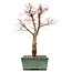 Acer palmatum Katsura, 37 cm, ± 12 jaar oud