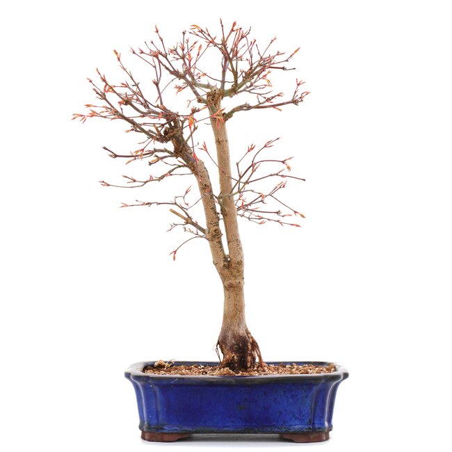 Acer palmatum Katsura, 38,7 cm, ± 12 jaar oud