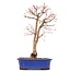 Acer palmatum Katsura, 38,7 cm, ± 12 Jahre alt