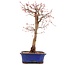 Acer palmatum Katsura, 38,7 cm, ± 12 jaar oud